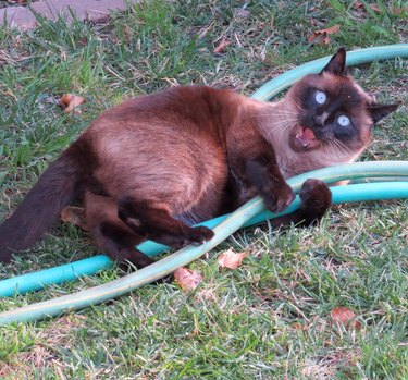 cat wrestling with garden hose.