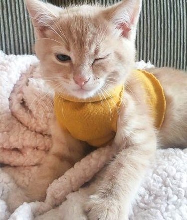 winking cat wearing sweater