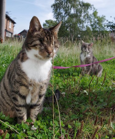 two cats trying to hide behind a blade of grass.