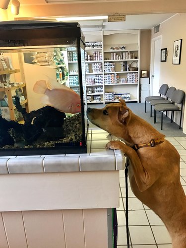 Dog stares eyes to eye with fish in fish tank