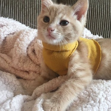 cat wearing sweater