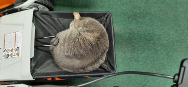 cat sleeping on lawn mower.