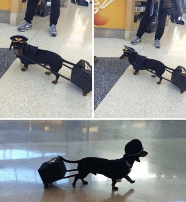 dog in airport dressed as pilot