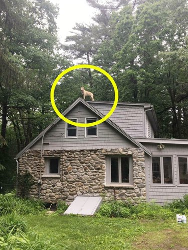 dog on roof of house