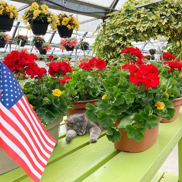 cat sleeping on table with flowersr at garden supply store.