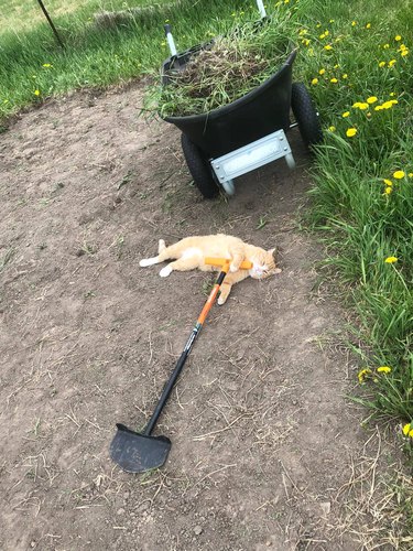 cat holding garden shovel.