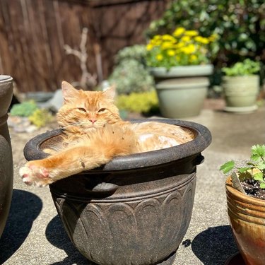 ginger cat sun bathing in garden planter.