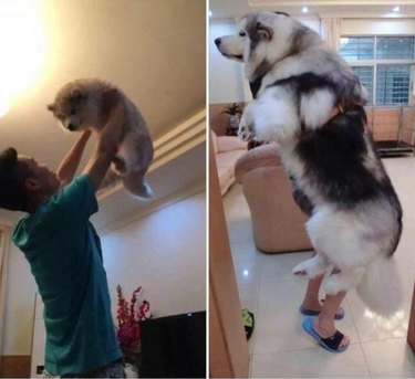 before and after picture of giant husky dog