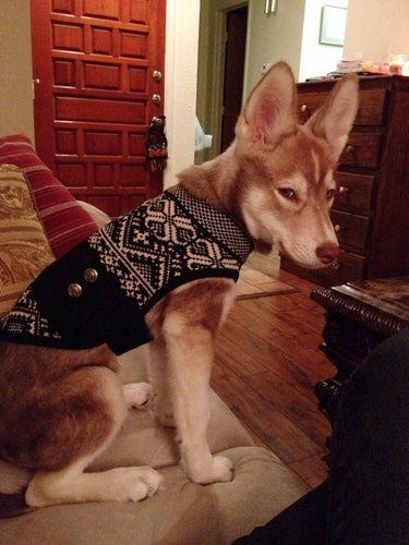 grumpy dog in Christmas sweater