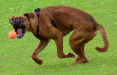 Dog trying to fetch ball