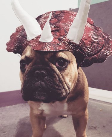 dog costumed as triceratops