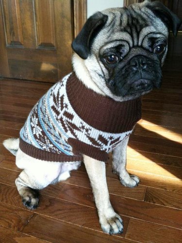 pug in a christmas sweater