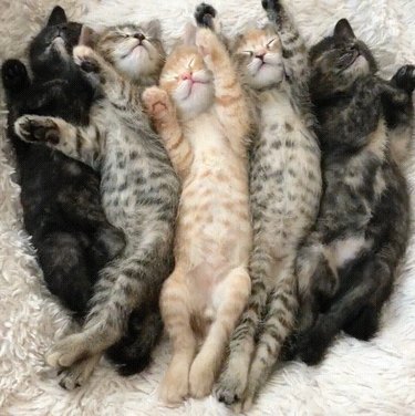 kittens sleeping on their back in a row.