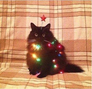 cat disguised as Christmas tree