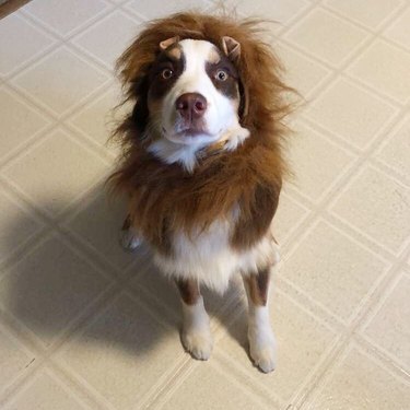 dog dressed as lion