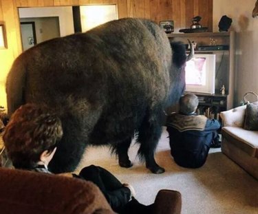 buffalo blocks out man's view of television
