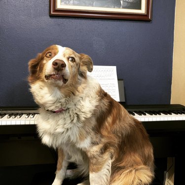 a dog sitting on a piano bench looking off to the side.