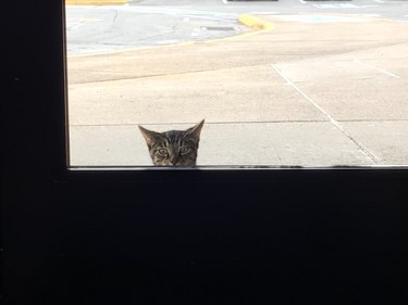 Cat waiting outside school.
