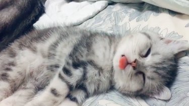 sleeping cat with tongue out