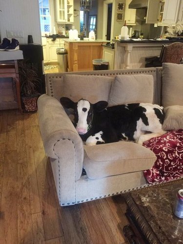 cow napping on couch