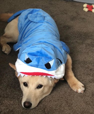 dog dressed as left shark
