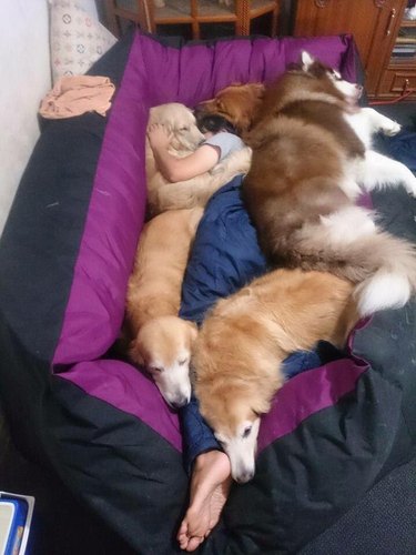 Woman buried in pile of dogs.