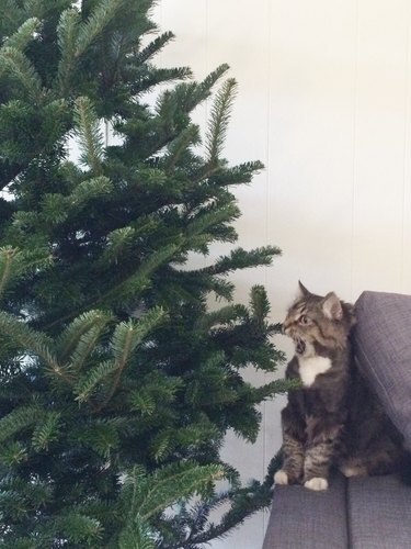 cat shocked by Christmas tree