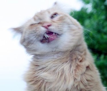 cat about to sneeze