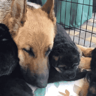 dog mom sleeps with her puppies
