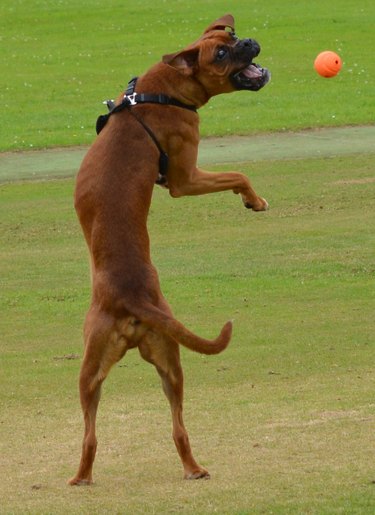 Dog trying to fetch ball