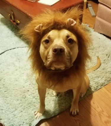 dog in lion costume looks real