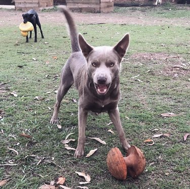 a dog with an angry snarl on its face.