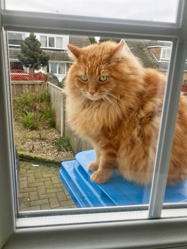 fluffy orange cat in window
