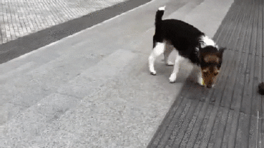 dog uses stairs to drop ball and go fetch it