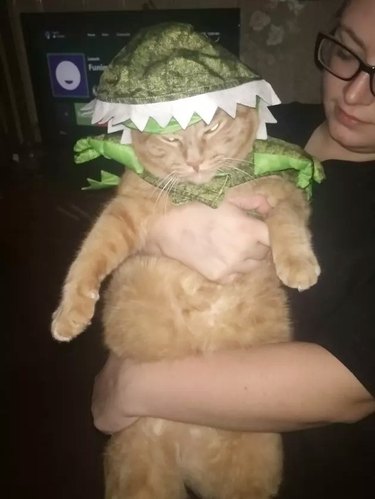 orange cat doesn't like dinosaur costume