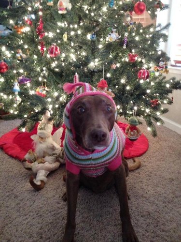 excited dog in hooded sweater in front of Christmas tree