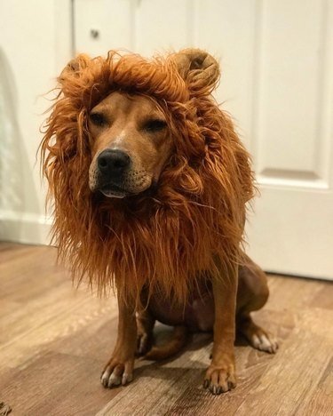 dog dresses as lion