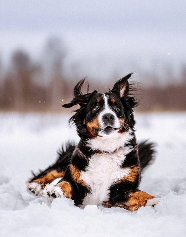 a dog playing in the snow with a goofy facial expression.
