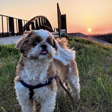 a dog with a goofy expression with a sunset in the background.