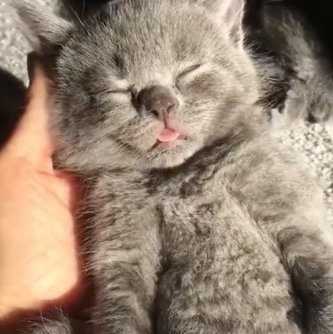 kitten sleeping in person's hand