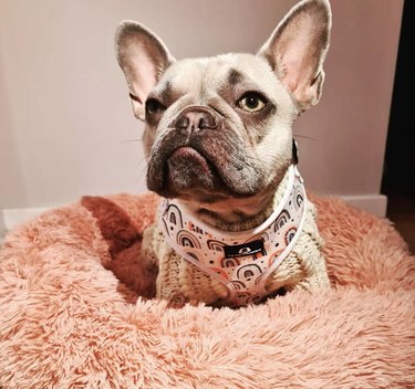 a frenchie dog looking very disgusted and bored.