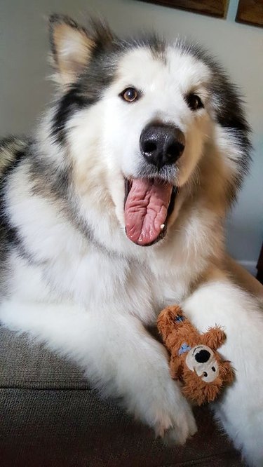 fluffy dog with stuffed animal