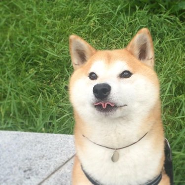 shiba inu with tongue out