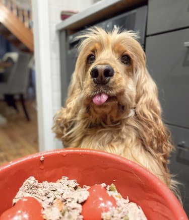 a dog with its tongue out in front of a plate of food.