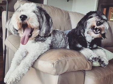 a dog yawning and another bearing its teeth while seated on a couch.
