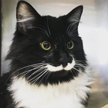 cat with awesome mustache