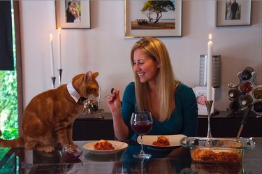 woman feeds fancy  cat