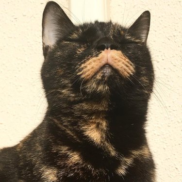 cat with awesome mustache