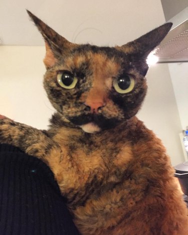 cat with awesome mustache