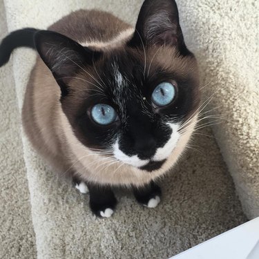 siamese cat with awesome mustache